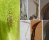 Dicyphus sp.